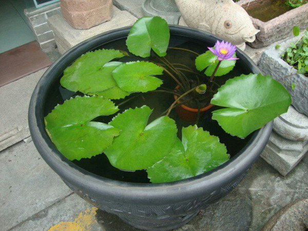 养莲花效果